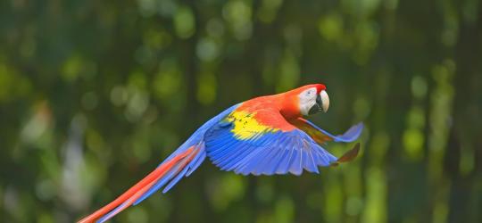 Macaw