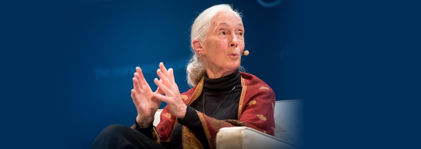 Jane Goodall: Celebrating 90 Image - Jane Goodall