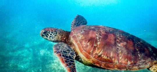 Green turtle