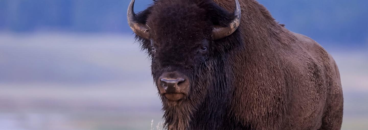 Ken Burns, Rosalyn LaPier and The American Buffalo Image - buffalo