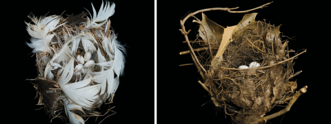 Nests by Sharon Beals
